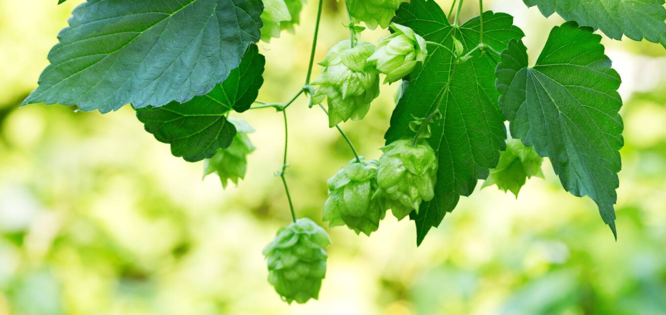 Hops Growing Conditions – Mother Earth News - Vimarsana News